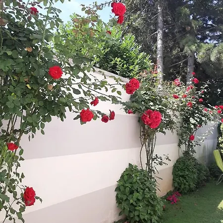 Dr * Novi Sad